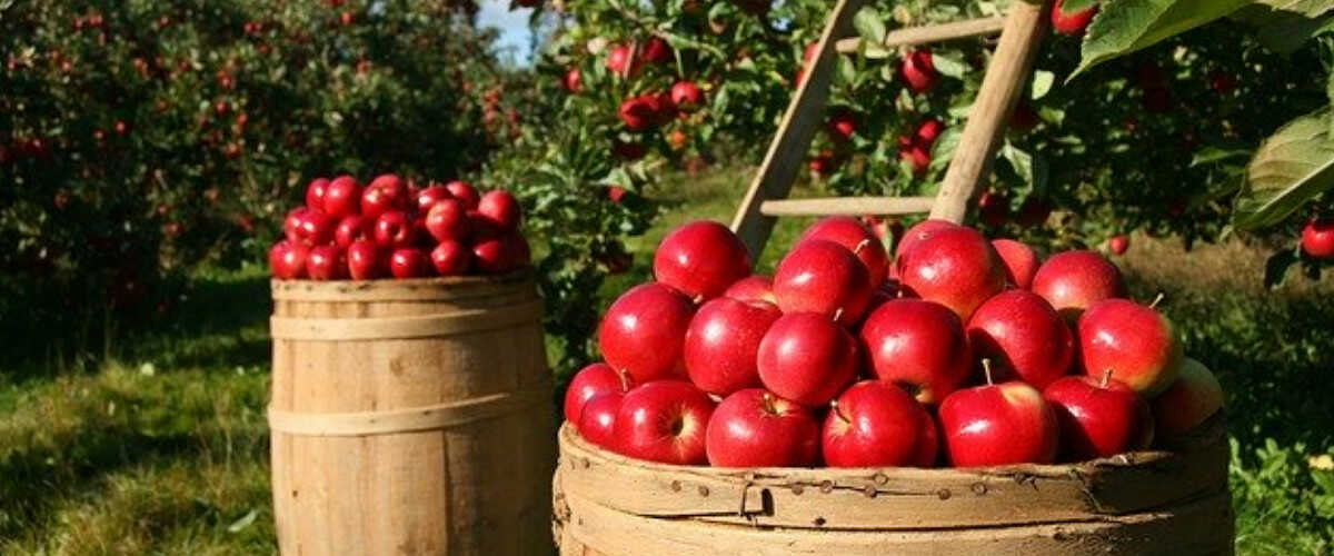 jabłka właściwości