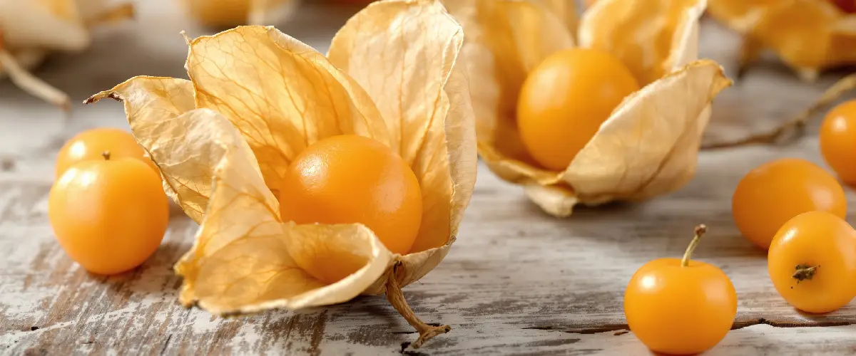 miechunka właściwości