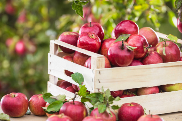 właściwości jabłek