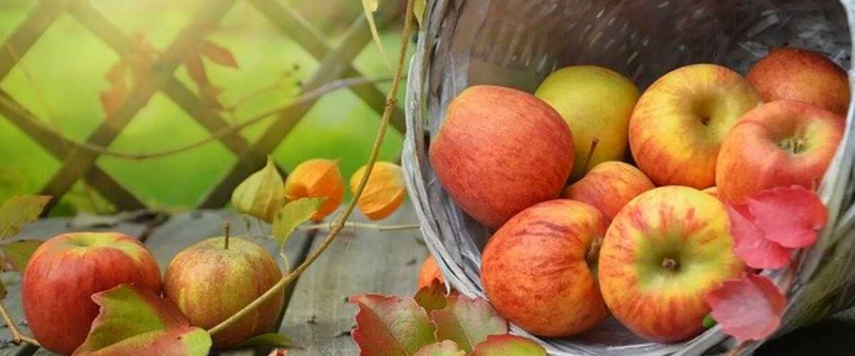 właściwości jabłek