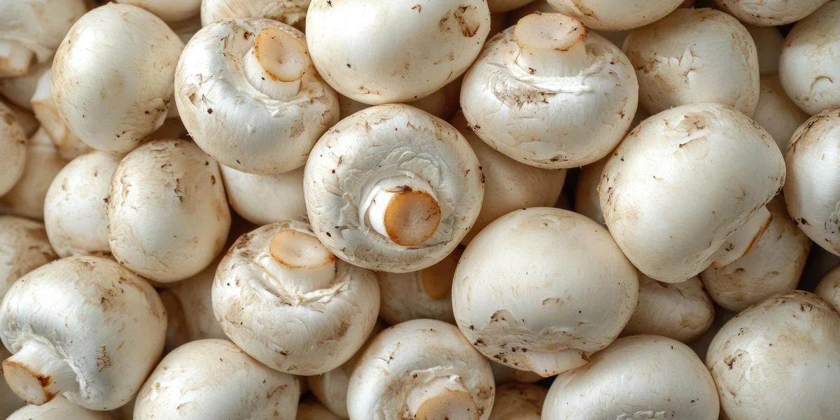 nieobrane pieczarki białe