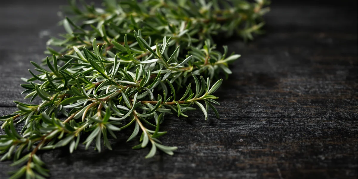 gałązka świeżego rozmarynu