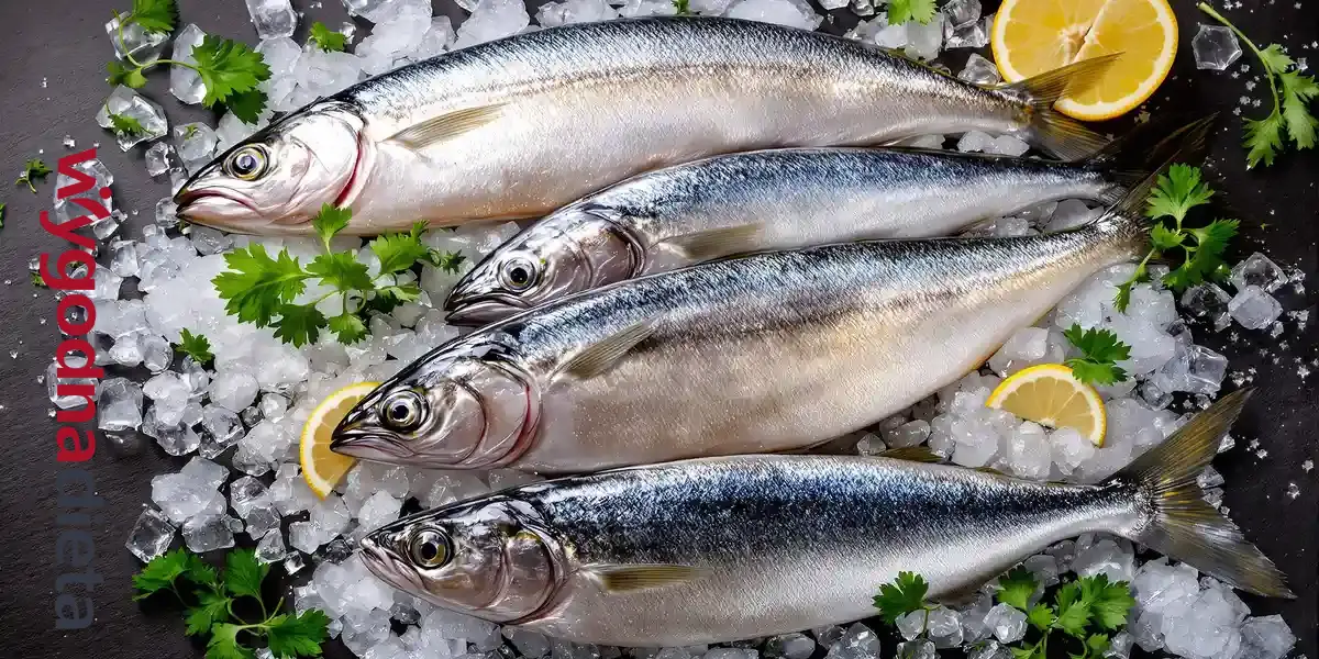 tłuste ryby źródłem kwasów omega 3